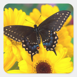 Sticker Carré Papillon Papilio polyxenes