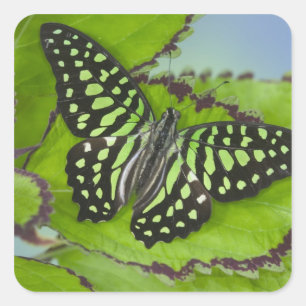 Sticker Carré Papillon sur fond vert