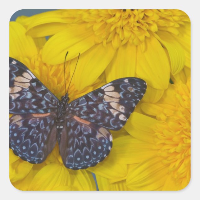 Sticker Carré Papillon sur une fleur jaune (Devant)