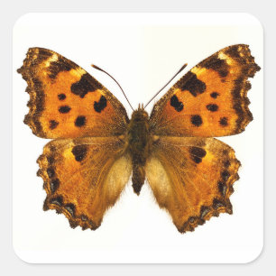 Sticker Carré Papillon Tortoiseshel Blackleg isolé Carte postale
