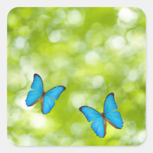 Sticker Carré Papillons volants