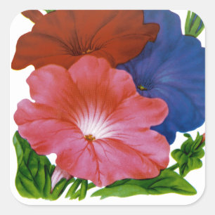 Sticker Carré Paquet de semences Vintage Petunia