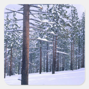 Sticker Carré PARC D'ÉTAT DU LAC TAHOE, NEVADA. ÉTATS-UNIS. Neig