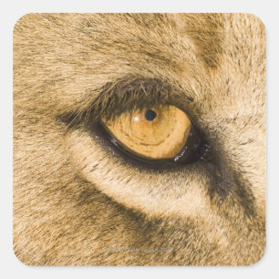 Sticker Carré Parc national de Kruger, province de Limpopo, Sud