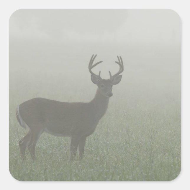 Sticker Carré Parc national des Great Smoky Mountains, Tennesse, (Devant)