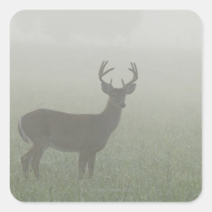 Sticker Carré Parc national des Great Smoky Mountains, Tennesse,