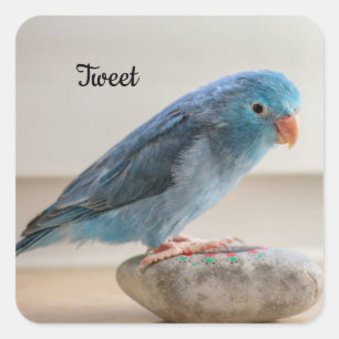 Sticker Carré Parrotlet bleu personnalisé Animaux de compagnie