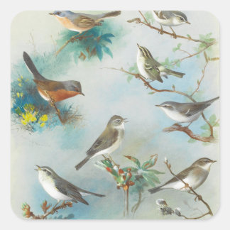 Sticker Carré Paruline et Wrens,