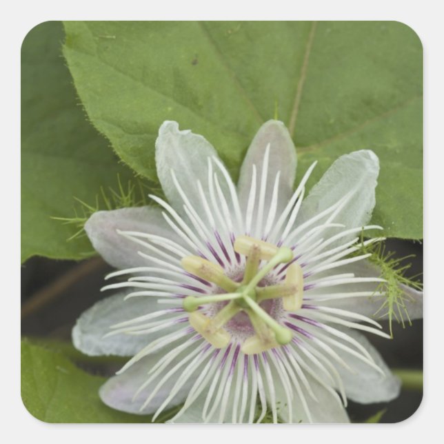 Sticker Carré Passiflore de Galapagos Passiflora foetida (Devant)