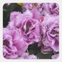 Pays-Bas (alias Holland), Lisse. Keukenhof 2