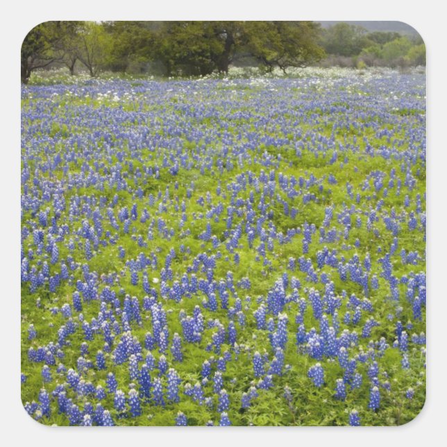 Sticker Carré Pays de collines, Texas, Bluebonnets et chêne (Devant)