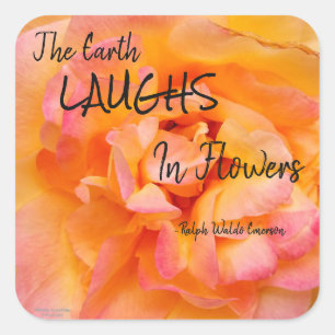 Sticker Carré Peach Yellow Pink Blé Rose Photo