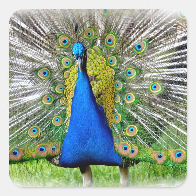 Sticker Carré Peacock avec plumes de queue T-Shirt (Devant)