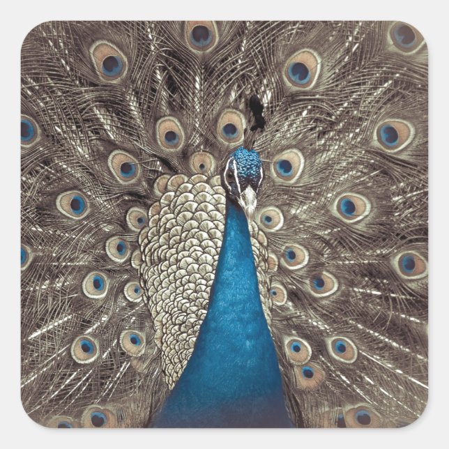 Sticker Carré Peacock bleu antique (Devant)