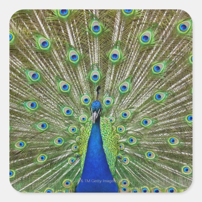 Sticker Carré Peacock montrant ses plumes (Devant)