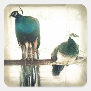 Sticker Carré Peacocks