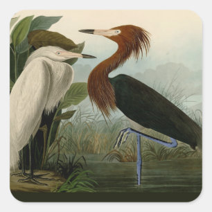 Sticker Carré Peinture de la faune d'Audubon Heron violet