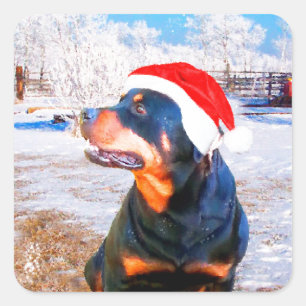 Sticker Carré Peinture de Noël de chien Rottweiler