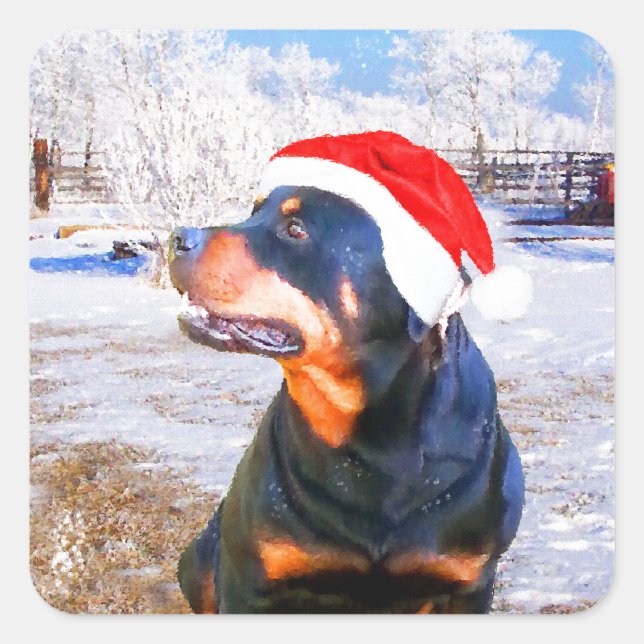 Sticker Carré Peinture de Noël de chien Rottweiler (Devant)