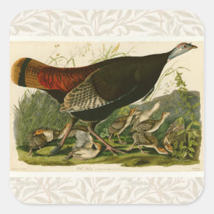 Sticker Carré Peinture d'oiseaux sauvages de Turquie Audubon