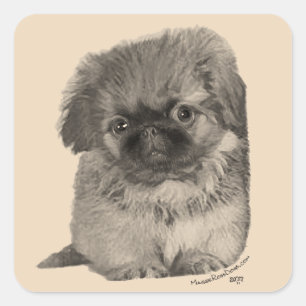 Sticker Carré Pekingese Puppy