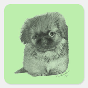 Sticker Carré Pékinois chiot vert