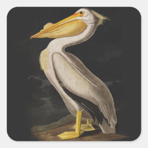 Sticker Carré Pélican blanc antique de John James Audubon côtier