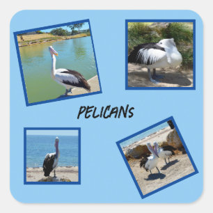 Sticker Carré Pelicans Le Monde Le Plus Froid Oiseau Quatre Cadr