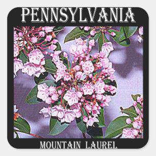 Sticker Carré Pennsylvanie Mountain Laurel