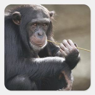 Sticker Carré Pensez À Monkeying