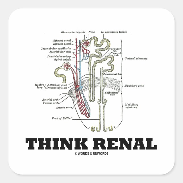 Sticker Carré Pensez Renal (Illustration de l'anatomie du néphro (Devant)