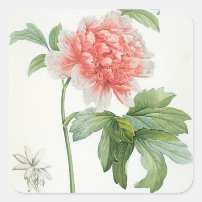 Sticker Carré Peony, 1799 (Devant)