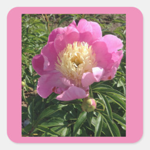 Sticker Carré Peony rose Floral Photographie