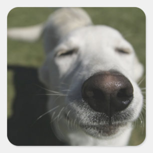 Sticker Carré Père Noël Fe, Nouveau-Mexique