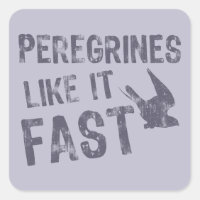 Peregrines Comme Il Rapide