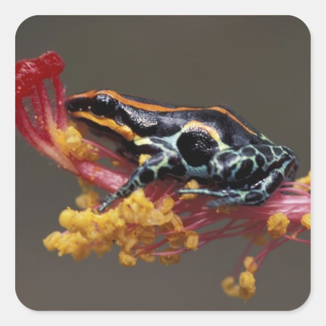 Sticker Carré Pérou, Forêt tropicale péruvienne. Grenouille flèc (Devant)