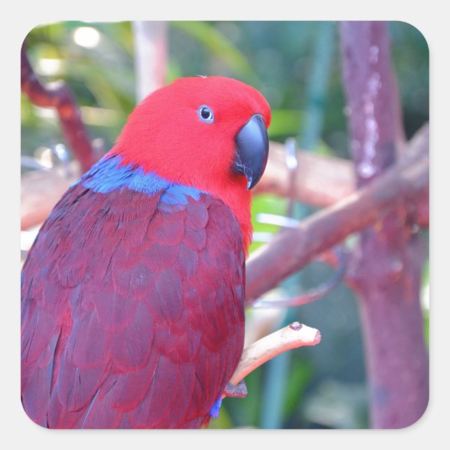Sticker Carré Perroquet d'eclectus coloré (Devant)
