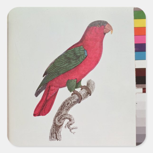 Sticker Carré Perroquet : Lory ou Collared (Devant)