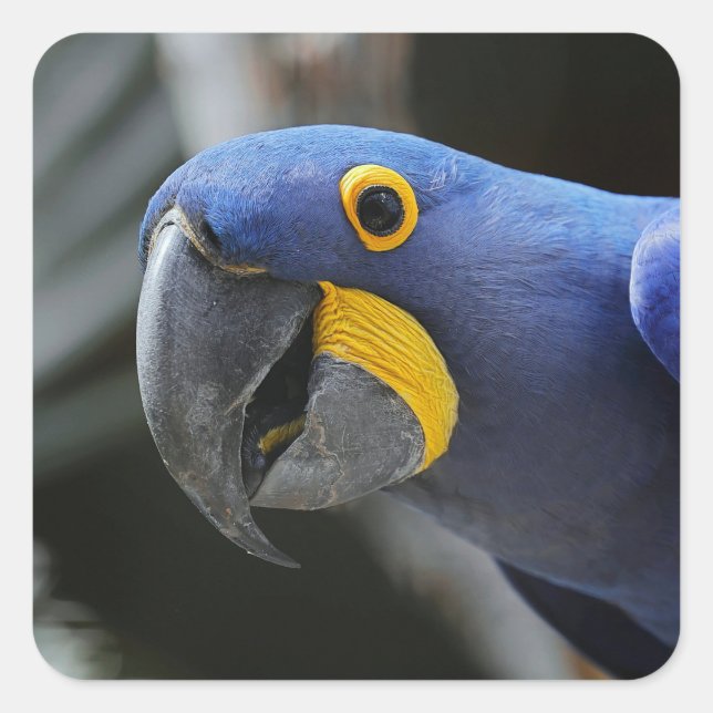Sticker Carré Perroquet Macaw Bleu Et Jaune (Devant)