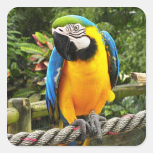 Sticker Carré Perroquet macaw exotique