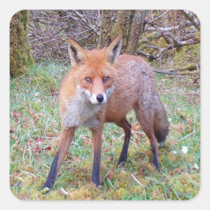 Sticker Carré Personnage de faune forestière renard rouge mignon