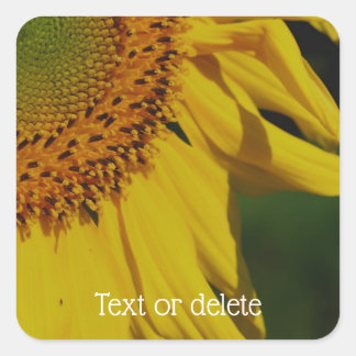 Sticker Carré Pétales de tournesol Fleur personnalisée