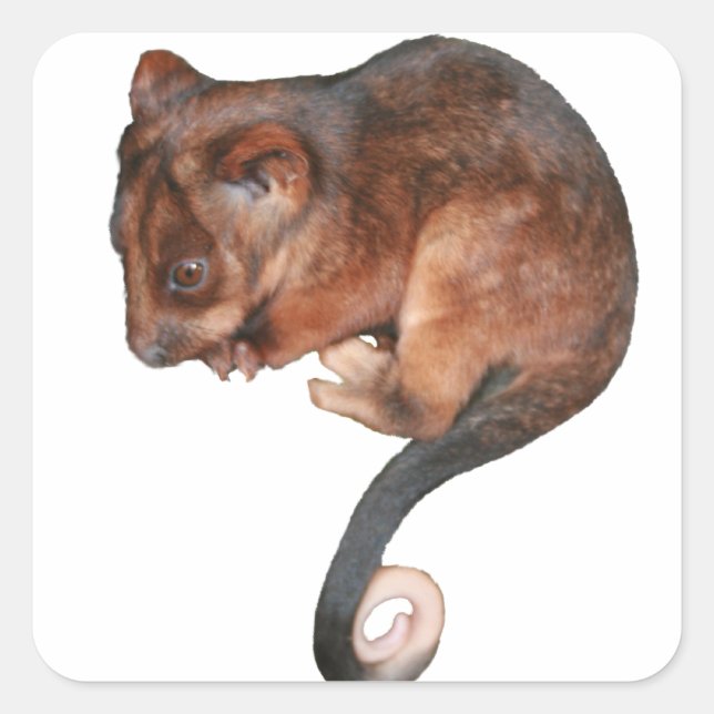 Sticker Carré Petit Bébé Singtail Possum (Devant)