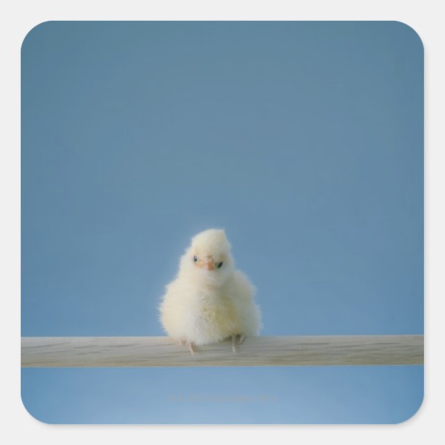 Sticker Carré Petit bébé solitaire Animaux de compagnie Poulet a (Devant)