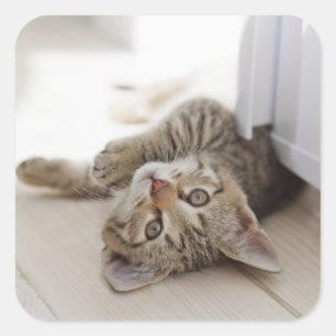 Sticker Carré Petit chaton mignon