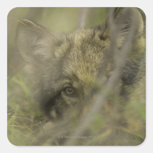 Sticker Carré Petit loup gris (Canis lupus) seul, caché dans (Devant)