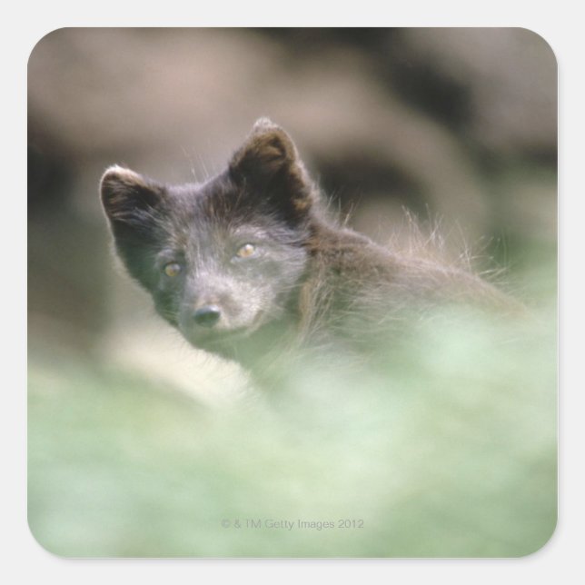 Sticker Carré Petit loup noir (Devant)