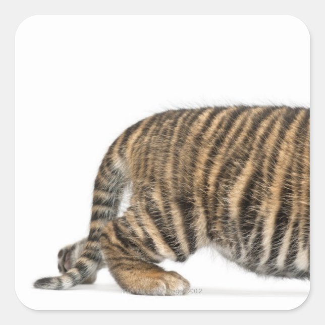 Sticker Carré Petit tigre de Sumatra 2 (Devant)