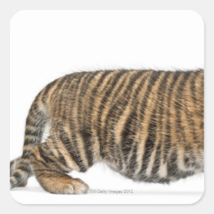 Sticker Carré Petit tigre de Sumatran - Panthera tigris sumatrae