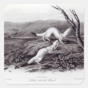 Sticker Carré Petit Weasel